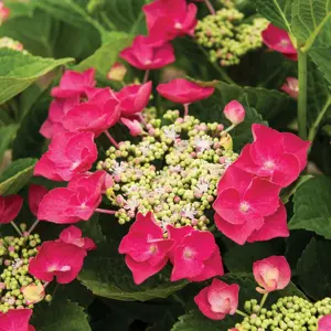 Picture - Star Roses & Plants
